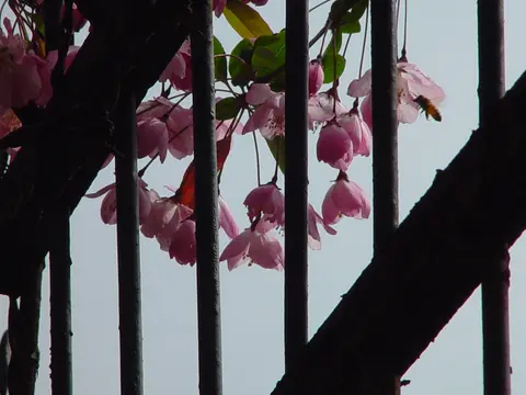 철창속 벗꽃